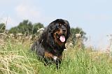 DOGUE DU TIBET 030